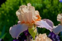 Iris germanica 'Folie Douce' 