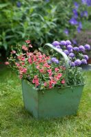 Scabiosa jap, Scabious 'Ritz Blue' and Diascia 'Genta Salmon' in an old green metal container
