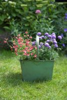 Scabiosa jap, Scabious 'Ritz Blue' and Diascia 'Genta Salmon' in an old green metal container,