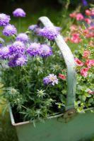 Scabiosa jap, Scabious 'Ritz Blue' and Diascia 'Genta Salmon' in an old green metal container,