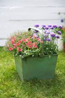 Scabiosa jap, Scabious 'Ritz Blue', Gypsophila and Diascia 'Genta Salmon' in an old green metal container,
