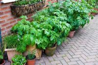 Solanum tuberosum - Potatoes growing in pots and sacks at the side of the house - Millpool garden.
