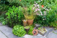 Sempervivums, Armerias and Saxifragas in various pots, with Sedum Spectabile behind - Millpool garden.