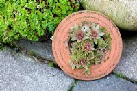 Whychford Pottery pot planted with Sempervivum 'Woolcot' - Millpool Garden.
