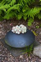 Echeveria Elegans in pot by Sue Crossfield - Millpool Garden.