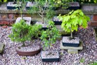 Bonsai trees in pots - Millpool garden. 
