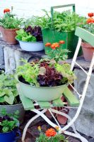 Salad growing in assorted vintage containers including Lettuce 'Tom Thumb and 'Fiamma', Spinach 'Emilia', Salad Leaves 'Spicy Green Mix', Dwarf Beans and Carrot 'Rondo' 
