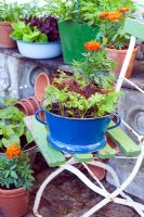 Salad growing in assorted vintage containers including Lettuce 'Tom Thumb and 'Fiamma', Spinach 'Emilia', Salad Leaves 'Spicy Green Mix', Dwarf Beans and Carrot 'Rondo' 
