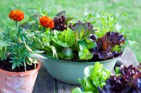 Salad growing in green enamel vintage bowl - Lettuce 'Tom Thumb' and 'Fiamma, Marigolds and Salad Leaves 'Spicy Greens Mix'