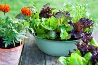 Salad growing in green enamel vintage bowl - Lettuce 'Tom Thumb' and 'Fiamma' and leaves 'Spicy Greens Mix'