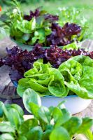 Salad growing in blue enamel vintage bowl - Lettuce 'Tom Thumb' and 'Fiamma'