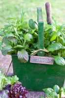 Salad growing in green metal vintage container - Spinach 'Emilia' 
