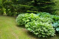 Mature Hosta bed by conifers at The Old Parsonage, Arley, Cheshire. The garden is open for The National Garden Scheme.