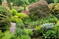 The Rootery -  a dell surrounding a pool with bridge and dense planting with Azalea, Acer palmatum, Lysichiton americanum and Osmunda regalis at Arley Hall and Gardens, Cheshire