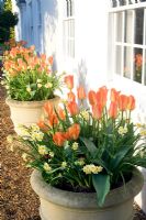 Containers of Tulipa 'Orange Emperor' and Narcissus 'Minnow' in front of house, Ulting Wick, Essex NGS UK