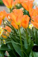 Tulipa 'Orange Emperor' with Narcissus 'Minnow' in container Utling Wick, Essex NGS UK