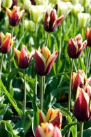 Tulipa 'Gavota' - Utling Wick, Essex NGS