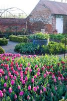Tulips in formal cutting garden, varieties inc Tulipa 'Jan Reus', T. 'Barcelona', T. 'Coleur Cardinale', with potting shed - Ulting Wick, Essex NGS UK