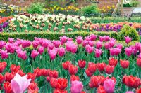 Tulip bed in cutting garden, varieties inc Tulipa 'Coleur Cardinale', T. 'Mariette' -  Ulting Wick, Essex NGS UK