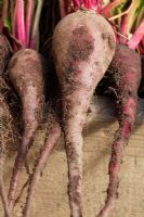 Beta vulgaris 'Cheltenham Mono' - Beetroot. Freshly lifted roots on side of raised bed, September
