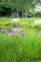 Iris 'Gypsy Beauty' naturalised in grass by pond. Please credit Wickets, Essex, NGS