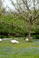 Geese in medieval orchard