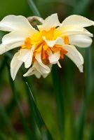 Narcissus 'Orange Phoenix'