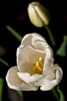 Tulipa 'White Dream'