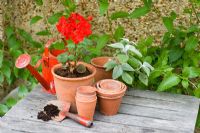 Potting up red Pelargonium  - Geranium with clay pots and red trowel