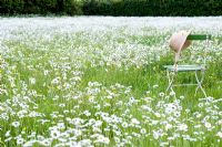 Leucanthemum vulgare - Ox Eye Daisy meadow with chair and hat
