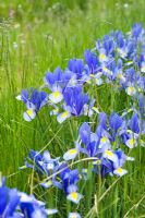 Iris 'Hildegarde' naturalised in grass - Wickets, Essex NGS
