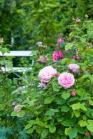 Rosa 'Gertrude Jekyll' with chair in background - Wickets, Essex NGS