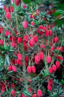 Crinodendron hookerianum - Chilean Lantern Tree
