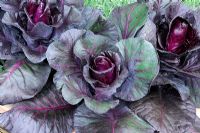 Brassica - Cabbage 'Kalibos'