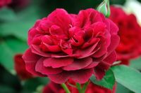 Rosa 'Darcey Bussell' - Old English Rose