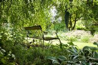 Wooden bench in the shade of a tree. Hostas in foreground - Holbeach Hurn, Lincolnshire, UK, June 
