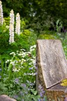 Rustic wooden seat hewn from log - Holbeach Hurn, Lincolnshire, UK, June 
