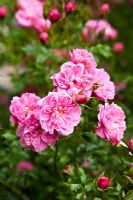 Rosa 'Pink Bells' - Holbeach Hurn, Lincolnshire, UK, June 
 
