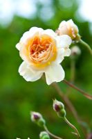 Rosa 'Buff Beauty' - Holbeach Hurn, Lincolnshire, UK, June 
