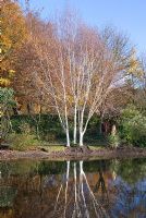 Betula utilis 'Jacquemontii'- Silver birch trees in lake at Chippenham Park, Cambridgeshire in November. Open with the NGS 