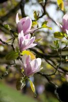 Magnolia soulangeana 'Burgundy'