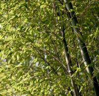 Phyllostachys edulis - Moso Bamboo