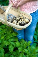 Woman holding a wooden trug of freshly harvested new potatoes above growing potato plants