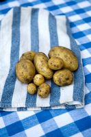 Harvested new potatoes on a table with gingham tablecloth in blue