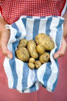 Woman holding a handful of freshly harvested new potatoes in a blue and white tea towel