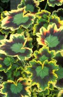 Pelargonium 'Mrs. Pollock' - Zonal Geranium 