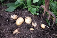 Lifting early Potatoes - variety 'Accord'