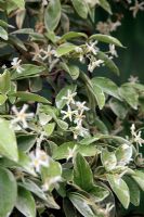 Trachelospermum jasminoides 'Variegatum' AGM is a highly scented climber