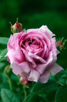 Rosa 'Président de Sèze' AGM - Fragrant Gallica Rose