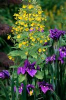 Iris ensata 'Katy Mendez' AGM with Lysimachia vulgaris - Yellow Loosestrife